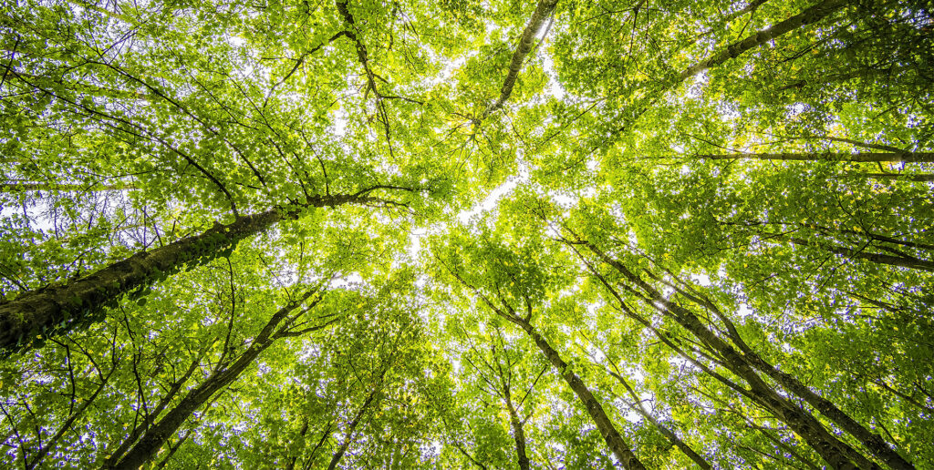 Forêt vu d'en bas relaxation et psychologies